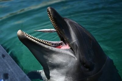 'Don't go near': Japan beachgoers warned over biting dolphin