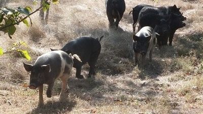 Feral pigs in Darwin's outer suburbs prompts concerns about Japanese encephalitis