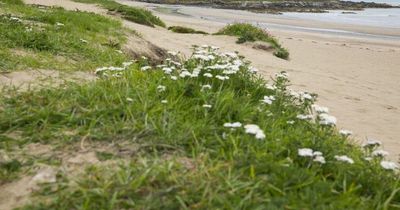 Do Not Swim notice for popular Dublin beach due to high levels of bacteria