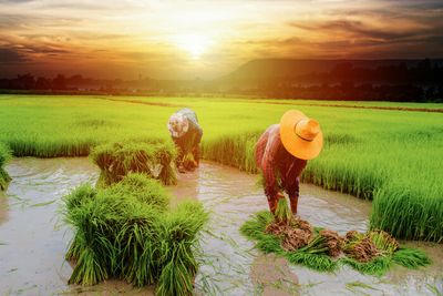 NIMT raises Thailand’s rice production standard with the NQI initiative