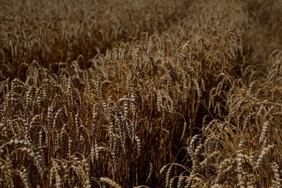 First Ukraine grain exports likely this week under deal -Turkish official