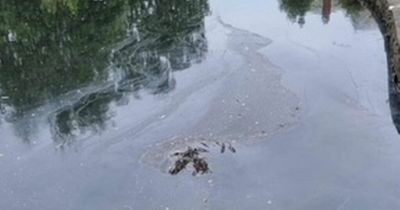 Bangor businesses urged to check drainage connections after latest Ward Park pollution