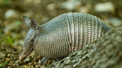 Armadillos In Chicago? This Southern Animal Is Migrating North