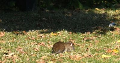 Woman too scared to leave home claims rats in vermin-infested town are attention seekers