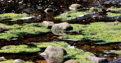 Urgent warning for dog owners over deathly algae found in water