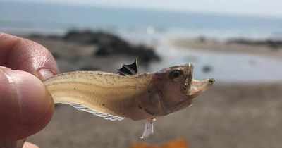 Tiny poisonous fish with power to cause pain 'like childbirth' found on Welsh beach