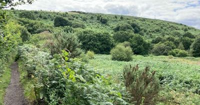 Parkland-style houses with low energy bills proposed in outskirts of Swansea