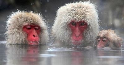 Monkeys trying to snatch babies and sneak into schools