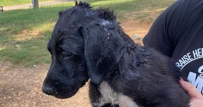Terrified puppy rescued by firefighters after getting its head stuck in truck wheel
