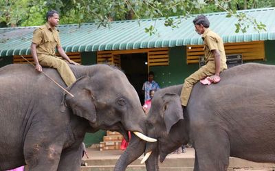 Watch | How does this elephant camp in Tamil Nadu tame wild tuskers?