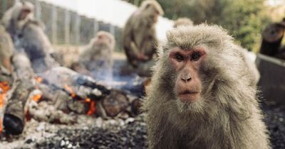 Monkey gang member terrorising population caught and killed after 50 attacks