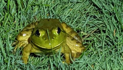 Par on Illinois bullfrogs gives a feast fit for the king of Calaveras County