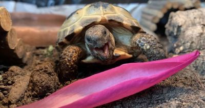 'Houdini' tortoise caught scaling fence is now forced to wear bright yellow balloon