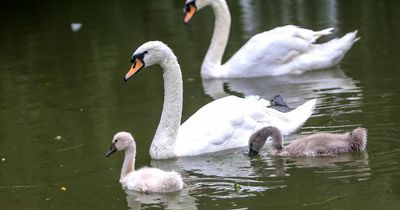 Bird flu warning as locals told to stay away from seriously ill swans