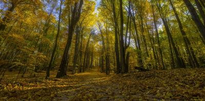 How forests lost 8,000 years of stored carbon in a few generations – animated maps reveal climate lessons for tree-planting projects today