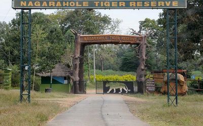Nagarahole Tiger Reserve in Karnataka will get two more safari points, but in buffer zone