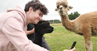 'We visited a Wicklow alpaca farm - and it was great craic'