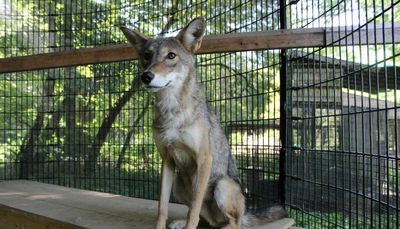 Coyote at Cook County nature center to get bigger cage; advocates want animal sent to wildlife sanctuary