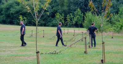 Police identify suspects aged between 11 and 13 after Cardiff trees vandalised