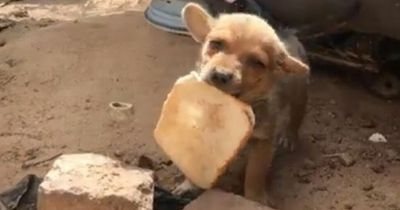Puppy carried around slice of bread as he didn't know when next meal would be