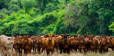 Eating less food from animal sources is key to reducing the risk of wildlife-origin diseases and global warming