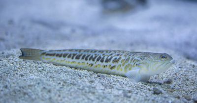 Tiny fish sting can cause pain 'as bad as childbirth' - and they're found on UK beaches