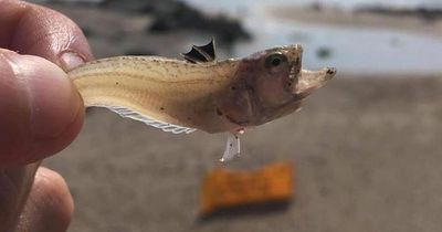 Tiny fish found on beaches can cause pain 'as bad as childbirth'