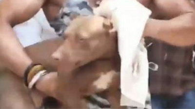 Lucknow: Pit bull that killed owner gets many adoption offers