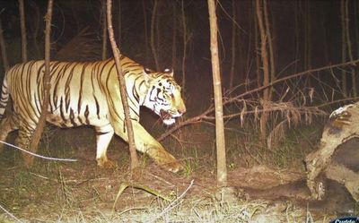 Andhra Pradesh: The elusive big cat forays into Vizianagaram district