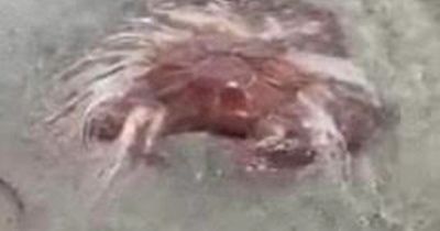 Dublin beachgoers warned after lion's mane jellyfish spotted