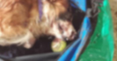 Body of dead dog cradling tennis ball found dumped in bag at Scots burn