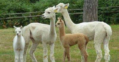 Baby alpacas have arrived in Margam Country Park