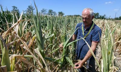 Falls in Europe’s crop yields due to heatwaves could worsen price rises