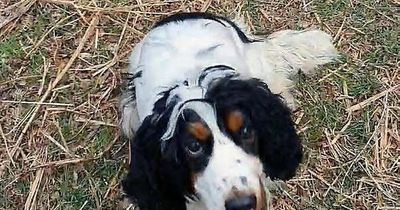 West Lothian pooch lost 500ml of blood after ingesting deadly rat poison