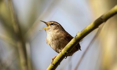 How songbirds benefit from the food put out for pheasants