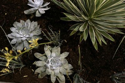 Climate, collectors blamed for S.Africa's succulents decline