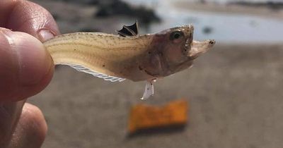 Tiny fish hiding on North Wales beaches can cause pain 'as bad as childbirth'