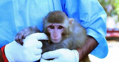 Monkeys in space - how NASA sent them in rockets and what happened on their return