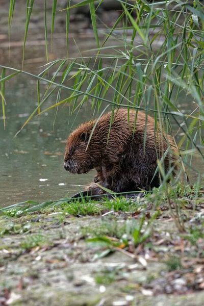 The ultimate status symbol for Danish Vikings? Beaver fur — study