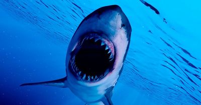 Rotting whale carcass sparks hungry shark fears as beachgoers warned to stay clear