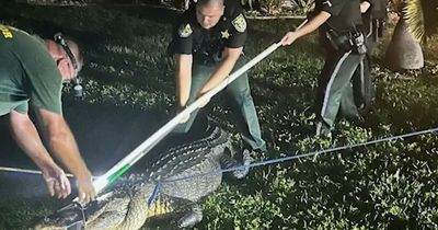 Homeowner horrified as 11ft alligator hides under car as it 'attempts death roll'