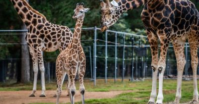 'Not taking this threat lightly': Zoo looks to reduce foot-and-mouth disease risk
