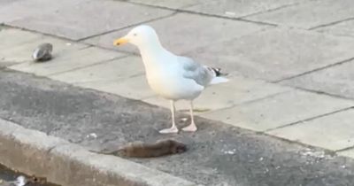 Seagull spotted picking at dead rat's body as streets 'overrun' with vermin