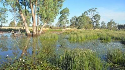 Wetland Revival Trust hopes to raise funds to buy Wirra-Lo conservation property in Victoria