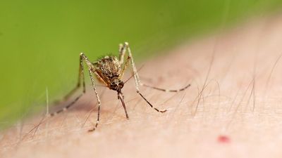 Japanese encephalitis virus threat for southern Australia when mosquitoes return