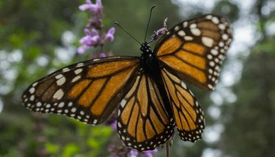 Rescue our beloved and endangered monarch butterflies