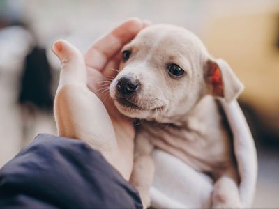 Dogs in care homes can improve residents’ quality of life, TV trainer claims