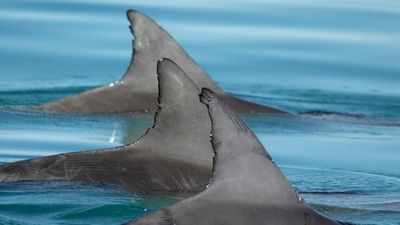 Shark Bay dolphins forming the equivalent of boy bands to attract a mate, scientists say