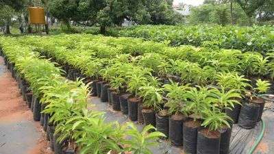 Nashik: 'Trees will burn if girls with periods plant them'