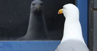 Locals warn seagulls 'own this village now' after spate of attacks leave people living in fear
